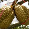 bibit tanaman buah durian montong 60cm Probolinggo