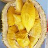 bibit tanaman buah durian montong Banten