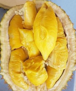 bibit tanaman buah durian montong Banten