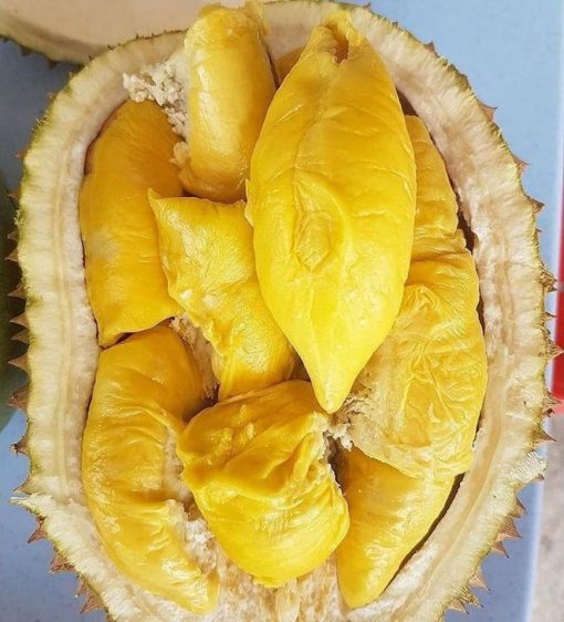 bibit tanaman buah durian montong Banten