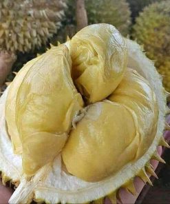 bibit tanaman buah durian montong Jawa Barat