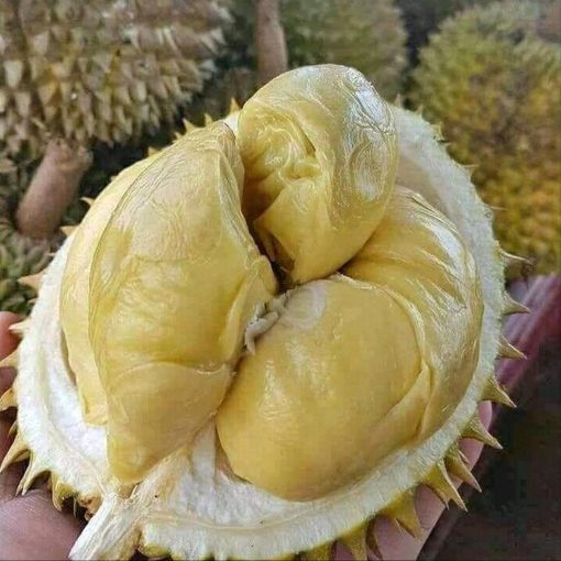 bibit tanaman buah durian montong Jawa Barat