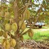 bibit tanaman buah durian montong kaki 1 Jayapura