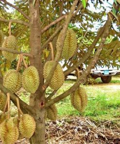 bibit tanaman buah durian montong kaki 1 Jayapura