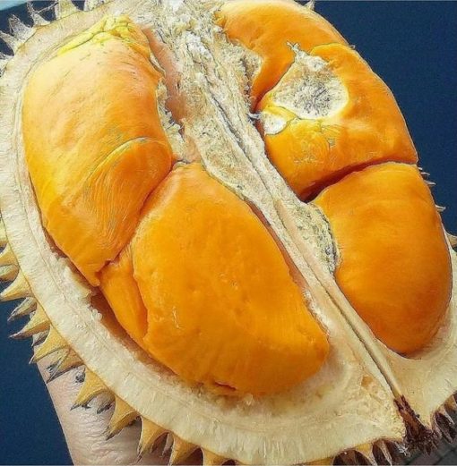 bibit tanaman buah durian montong kaki 3 okulasi cepat berbuah Sumatra Utara