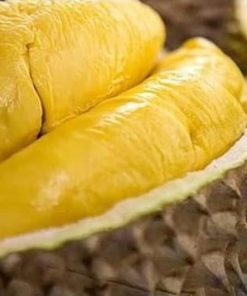 bibit tanaman buah durian montong kaki tiga super seller Banjar