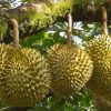 bibit tanaman buah durian montong kaki tiga super seller Manado