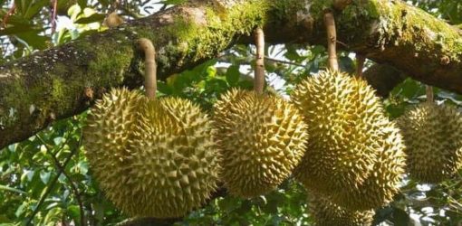 bibit tanaman buah durian montong kaki tiga super seller Manado