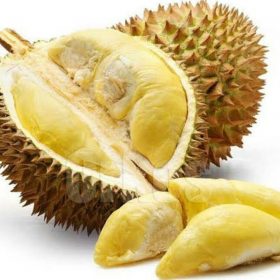 bibit tanaman buah durian montong okulasi Maluku