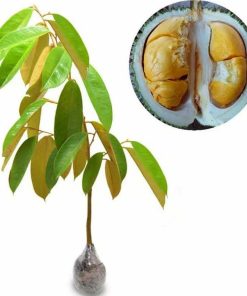bibit tanaman buah durian montong Sumatra Barat