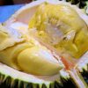 bibit tanaman buah durian montong Sumatra Utara