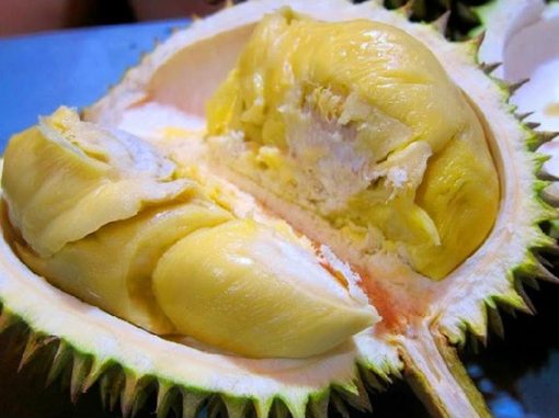 bibit tanaman buah durian montong Sumatra Utara