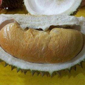 bibit tanaman buah durian montong Tangerang Selatan