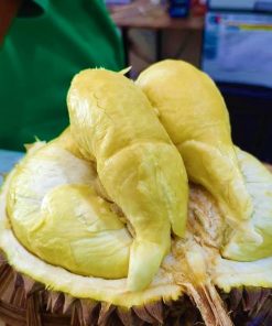 bibit tanaman buah durian montong unggul varietas dijamin asli dan bergaransi Batu