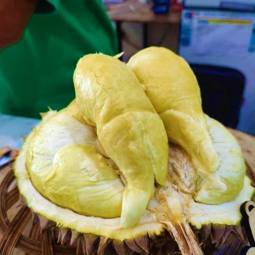 bibit tanaman buah durian montong unggul varietas dijamin asli dan bergaransi Batu