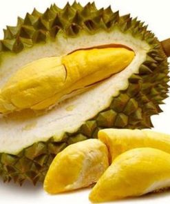 bibit tanaman buah durian montong unggul varietas dijamin asli dan bergaransi Pagaralam