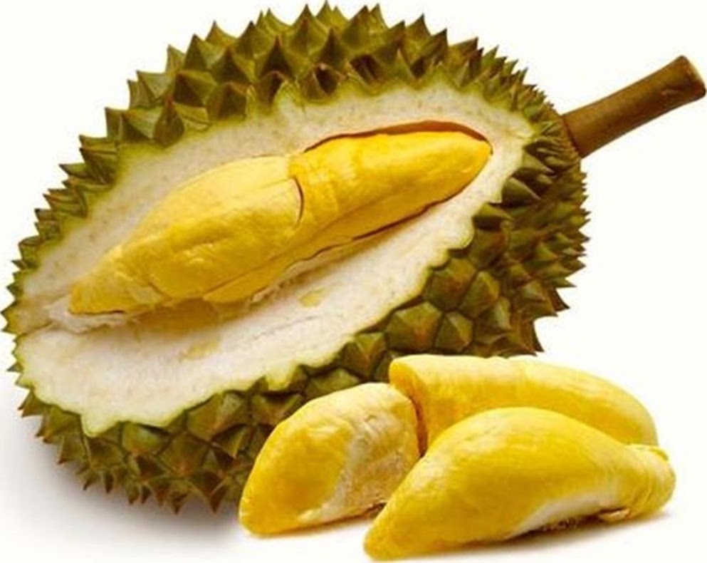 Gambar Produk bibit tanaman buah durian montong unggul varietas dijamin asli dan bergaransi Pagaralam