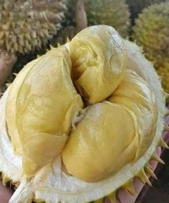 bibit tanaman buah durian montong unggul varietas dijamin asli dan bergaransi Sabang