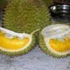 bibit tanaman buah durian musang king Tasikmalaya