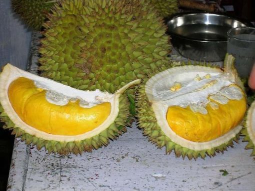 bibit tanaman buah durian musang king Tasikmalaya
