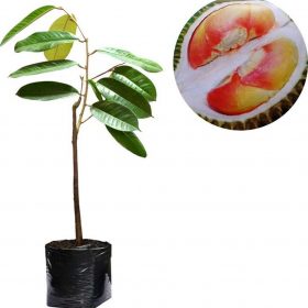 bibit tanaman buah durian pelangi Bontang