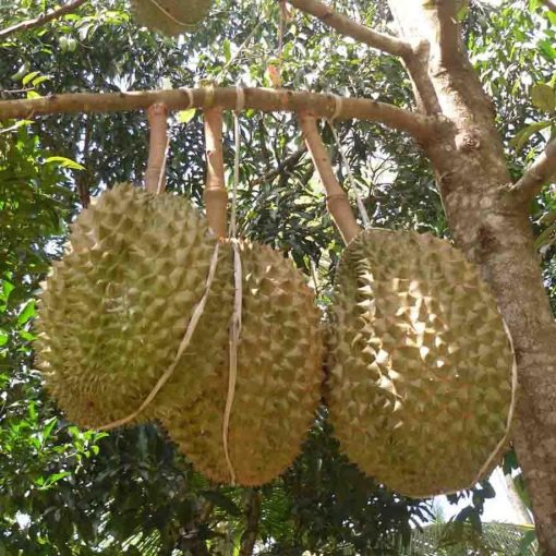 bibit tanaman buah durian petruk Jawa Timur