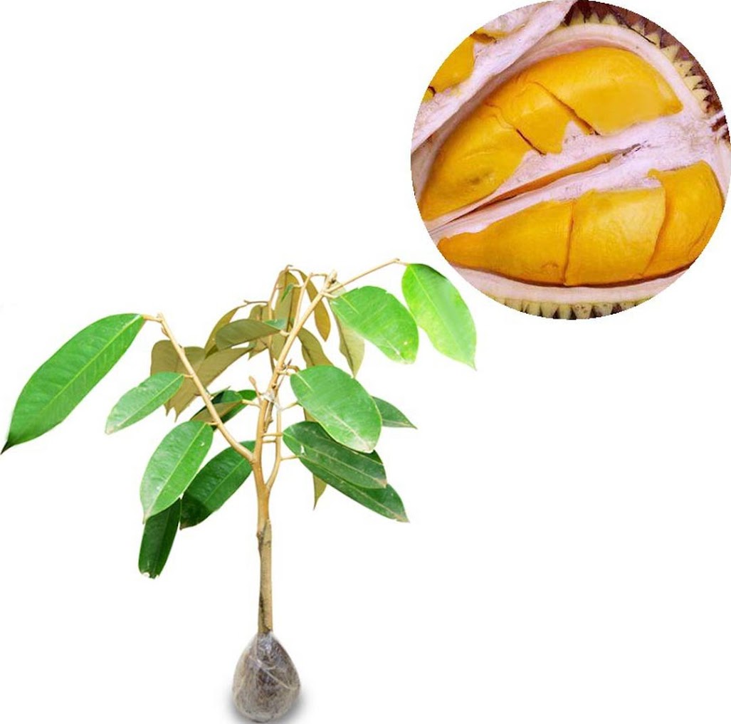 Gambar Produk bibit tanaman buah durian petruk Palangkaraya