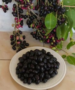 bibit tanaman buah jamblang hitam buah juwet hitam hasil okulasi cepat berbuah Nusa Tenggara Timur