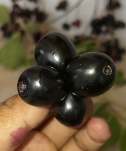 bibit tanaman buah jamblang hitam buah juwet hitam hasil okulasi cepat berbuah Sumatra Barat