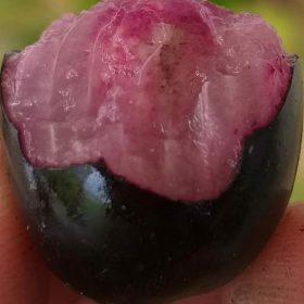 bibit tanaman buah jamblang hitam buah juwet hitam hasil okulasi cepat berbuah Yogyakarta