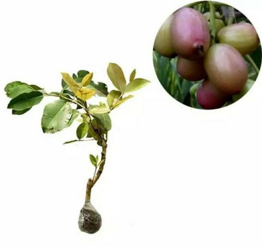 bibit tanaman buah jamblang putih Banten