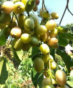 bibit tanaman buah jamblang putih buah juwet putih Jawa Tengah
