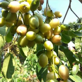 bibit tanaman buah jamblang putih buah juwet putih Jawa Tengah