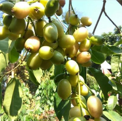 bibit tanaman buah jamblang putih buah juwet putih Jawa Tengah