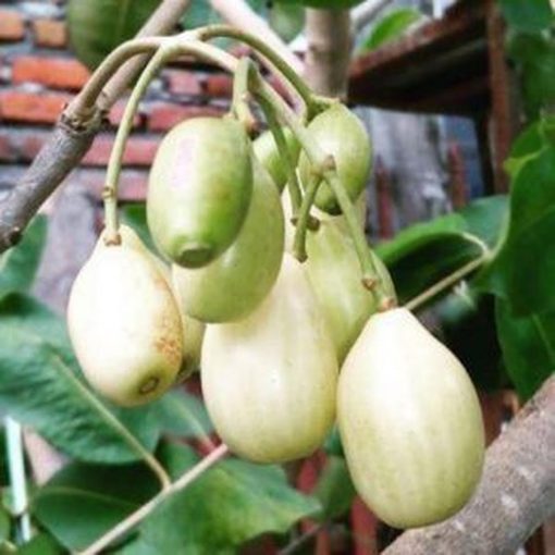 bibit tanaman buah jamblang putih Payakumbuh