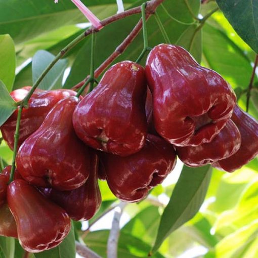 bibit tanaman buah jambu air citra Nusa Tenggara Barat