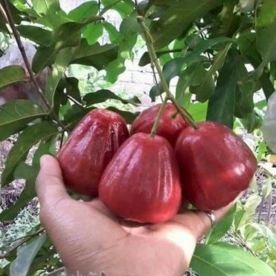 bibit tanaman buah jambu air dalhari termurah terlaris Bima