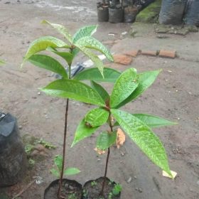 bibit tanaman buah jambu air dersono dari biji Mojokerto
