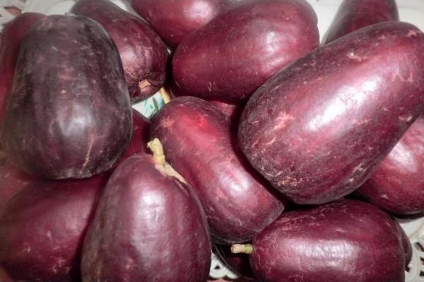 bibit tanaman buah jambu air jamaika 60cm Bandar Lampung