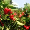 bibit tanaman buah jambu air kancing Banda Aceh