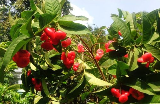 bibit tanaman buah jambu air kancing Banda Aceh