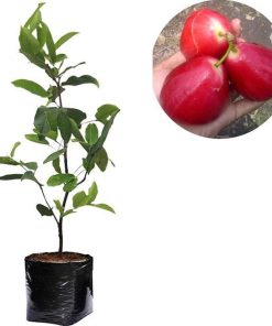 bibit tanaman buah jambu air red taiwan Probolinggo