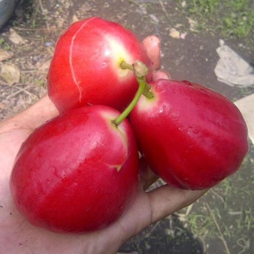 bibit tanaman buah jambu air red taiwan Sumatra Utara