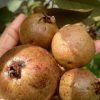 bibit tanaman buah jambu biji merah australia Tanjungbalai