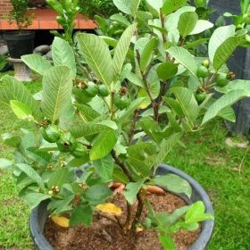 bibit tanaman buah jambu biji red Sulawesi Tenggara