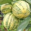 bibit tanaman buah jambu biji variegata Kalimantan Utara