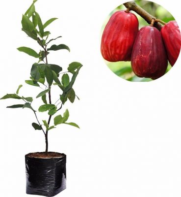 bibit tanaman buah jambu bol jamaika jambu darsono malay apel Kepulauan Riau