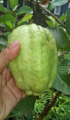 bibit tanaman buah jambu kristal putih non biji berkuwalitas Probolinggo