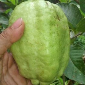 bibit tanaman buah jambu kristal putih non biji berkuwalitas Probolinggo