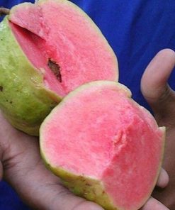 bibit tanaman buah jambu merah tanpa biji Kalimantan Utara